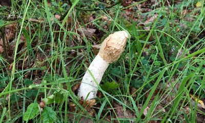 Country diary: The unmistakable smell (and sight) of a stinkhorn