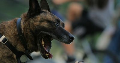 New study shows which dog breeds are most likely to wreck your home