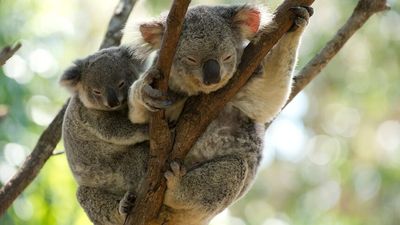 Koala population discovered in NSW Kosciuszko National Park shows signs of climate change resilience