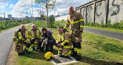 Paw-some firefighters rescue dog stranded in Dublin canal