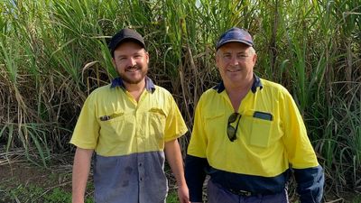 NSW sugar industry hopes for Commonwealth government funding as wet conditions dampen harvest