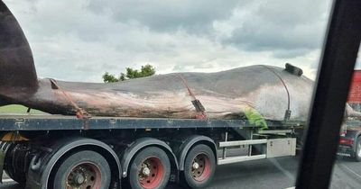 M62 drivers gobsmacked as they spot huge 'sperm whale' on motorway