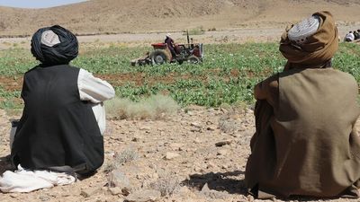 Taliban eradicating Afghanistan's poppy cultivation to wipe out opium and heroin production