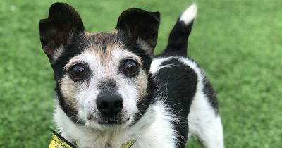 Friendly terrier needs a new home