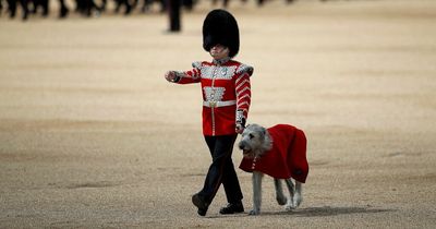 Trooping The Colour dubbed 'fanciest dog walk ever' as mascot steals the show