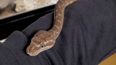 Feeling S-Queasy: Snake Fan’s Creepy Python Show