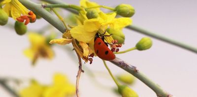 Should we protect nature for its own sake? For its economic value? Because it makes us happy? Yes