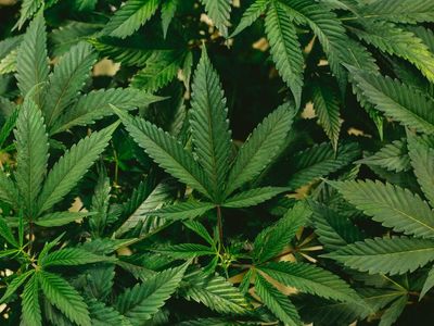 Cannabis Reg. Update: California's Safe Drug Consumption Sites, FDA's Advisory Panel Discusses CBD In Food & More