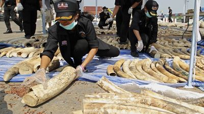 DR Congo authorities seize 1.5 tonnes of elephant ivory