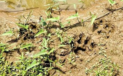 Andhra Pradesh: Joint ‘rescue operation’ to be launched for stranded tiger