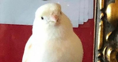 Beloved pet bird reunited with owner after popping into Dublin pub