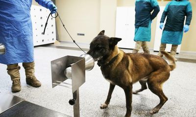 Dogs may be better at detecting COVID-19 than nasal PCR tests, study finds