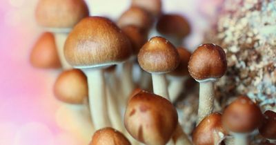 'Magic mushrooms drug could help depression sufferers in the years to come'