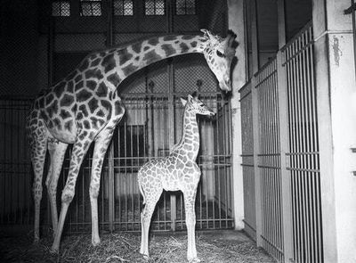 17-million-year-old fossil may solve an evolutionary mystery about giraffes