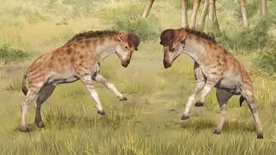 Bizarre 17-million-year-old giraffe-like creature was an intense headbutter, fossils show