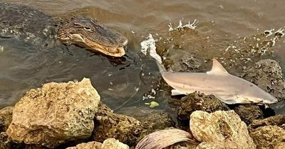 Terrifying square off between alligator and shark captured by gobsmacked fisherman