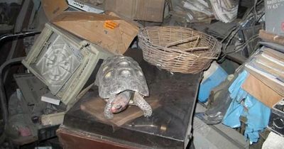 Family's missing tortoise discovered in the attic after 30 years - and he's still alive