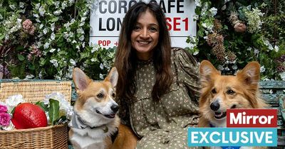 Inside Corgi Cafe that bakes dog-friendly treats for Queen's favourite breed