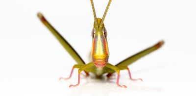 This Australian grasshopper gave up sex 250,000 years ago and it's doing fine