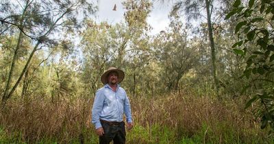 Flying foxes finally start to set up camp away from neighbouring homes