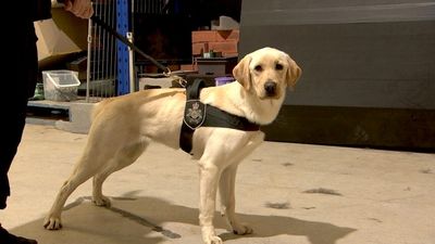 Australian Federal Police train team of digital technology sniffer dogs to target child abuse operations and terrorism perpetrators