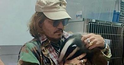 Johnny Depp cradles badger on visit to wildlife rescue in UK after bombshell win