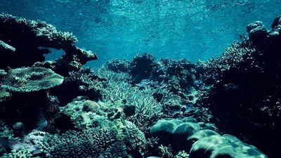 Probiotics could be used to help in Great Barrier Reef coral transplants