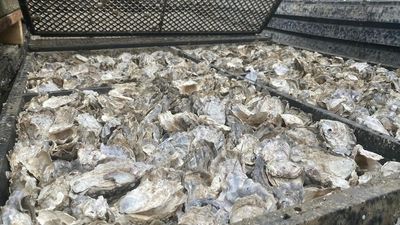 Port Stephens oyster growers facing disaster as QX disease spreads