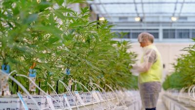 First harvest at medicinal cannabis facility near Mildura in Victoria's north-west