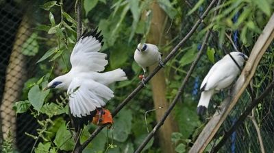 In Bali, Bird Sellers Help Endangered Mynah Make a Comeback