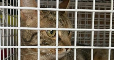 Cat thrown from car and abandoned at country park left 'terrified' says Scottish SPCA