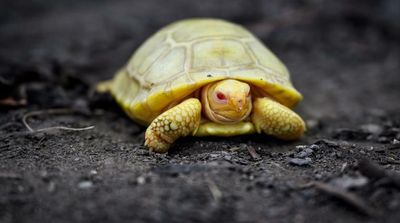 Rare Albino Galapagos Giant Tortoise Faces the World