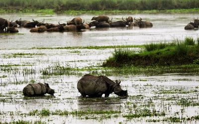Flood situation improves in Assam, nearly 70,000 still in distress