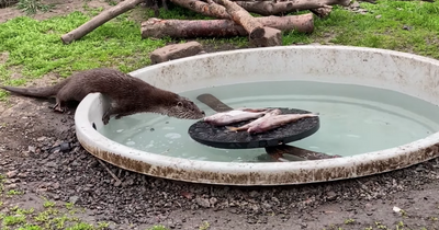 Brave little orphan otter overcomes fear of water in adorable clip