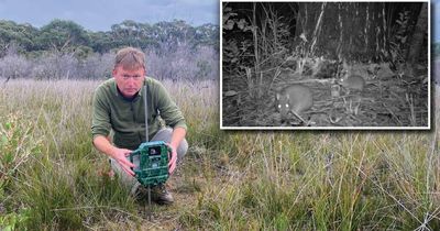 Native critters bounce back after Black Summer bushfires