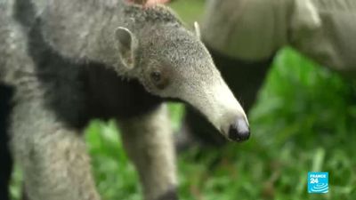 Rewilding Argentina: Ibera park's gamble is paying off