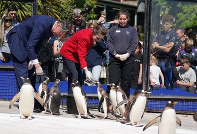 Princess Royal feeds penguins on visit to zoo