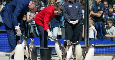 Princess Anne visits Edinburgh Zoo to feed the penguins during visit to the capital