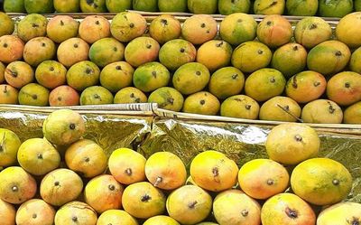 As Indian mangoes appear in U.S. markets, officials working on more gains via India-U.S. trade policy forum