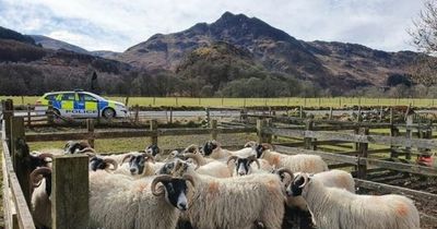 Perth and Kinross residents warned over breaking sheep worrying rules during the summer months