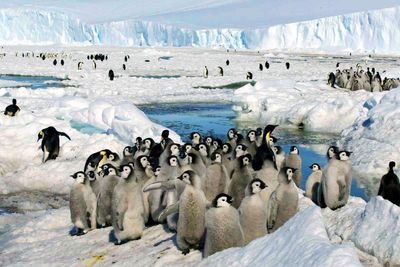 China blocks moves to step up protection of emperor penguins