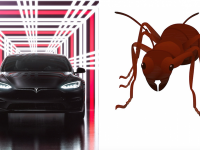 Video: This Ant-Covered Tesla Has The Owner Asking Questions