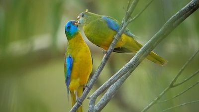 New nesting boxes help Snowy Mountains' turquoise parrots recover from Black Summer bushfires