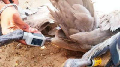 BSF finds two suspicious birds along Pakistan border