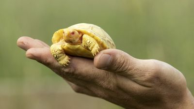 Rare albino Galápagos giant tortoise makes public debut at zoo in Switzerland