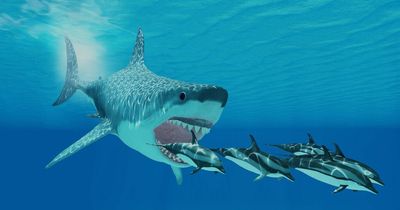 Reason why Megalodon sharks died out REVEALED as scientists solve mystery