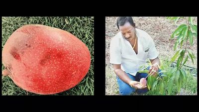 Andhra Pradesh: Kakinada farmer grows mango worth Rs 1 lakh