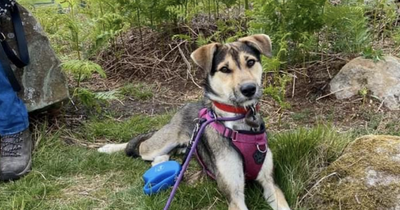 Desperate appeal to locate dog that ran into fields after 'terrible' crash on M74 motorway