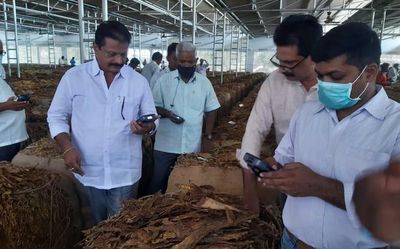 Tobacco growers in Andhra Pradesh get record prices for low grade