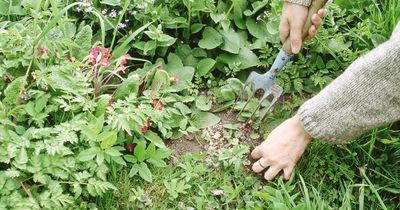 Woman shares clever gardening hack to kill weeds which costs just 38p